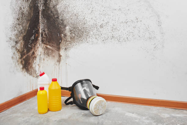 Best Crawl Space Mold Removal  in Mineralwells, WV