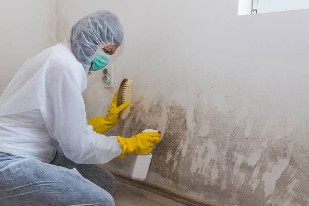 Mold Removal Process in Mineralwells, WV