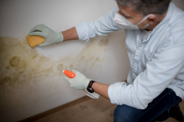 Certified Mold Removal in Mineralwells, WV